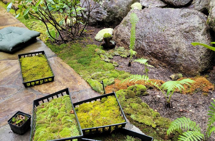 Moss patio