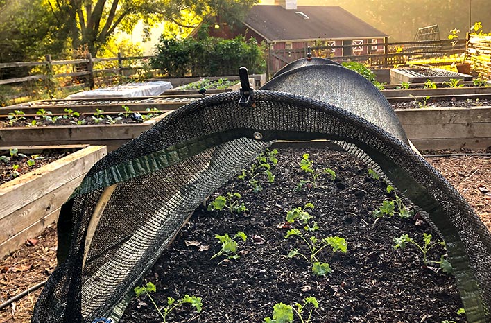 Shade cloth clipped to hoops to protect cool-season crops