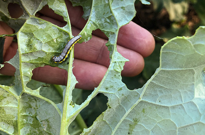 Caterpillar chewing leaf