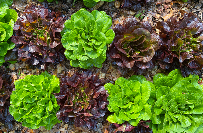 Green and purple lettuce