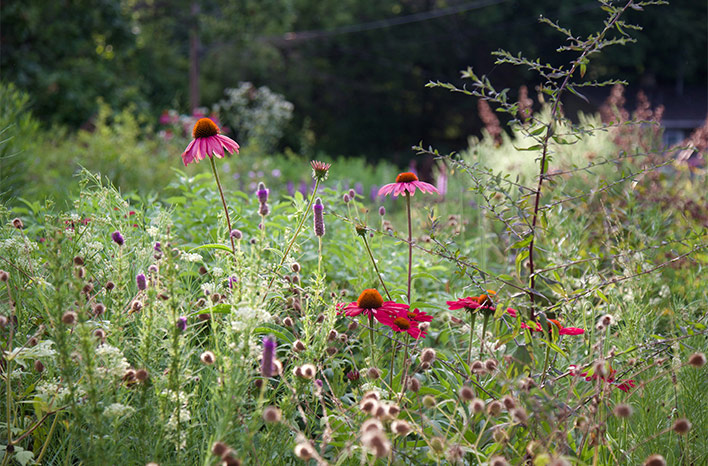 purple coneflowers