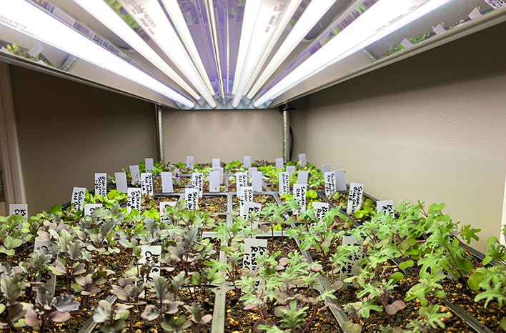 Seedlings under grow lights — an example of lighting plants indoors