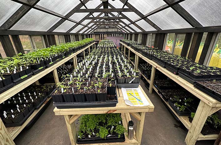 Seedlings in greenhouse