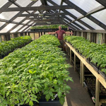 Inside Joe Lamp's greenhouse