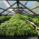 Seedlings in greenhouse