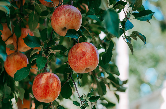 Apples hanging from tree.