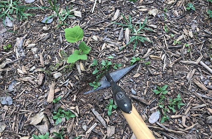 Weed overwhelm is one of gardener's chief complaints, but weeding doesn't need to feel like an unbearable chore.