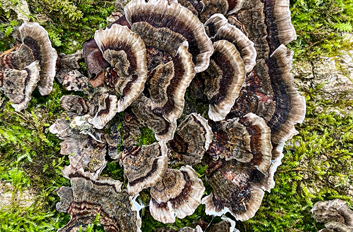 Turkey tail mushrooms