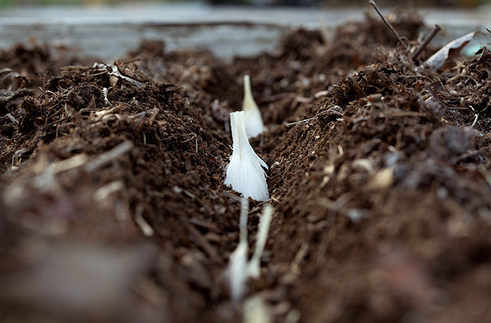 Planted garlic