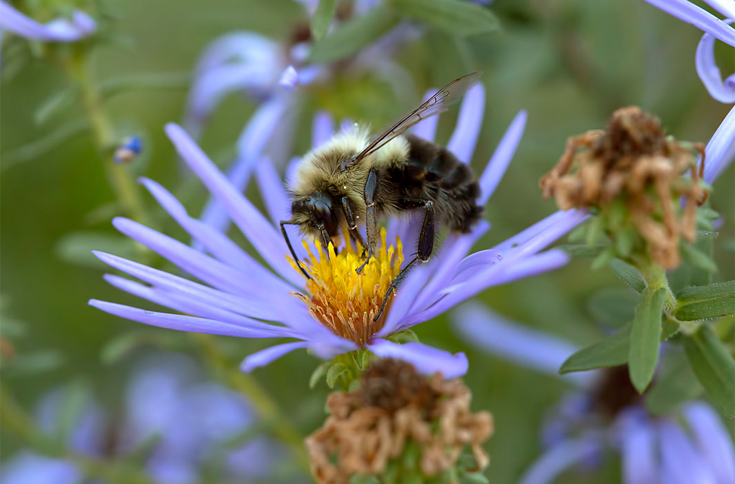 A bumblebee on english aster