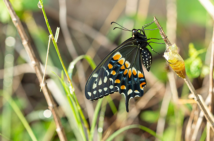 a black swallowtail butterfly (Papilio polyxenes) that has just emerged from its chrysalis. 