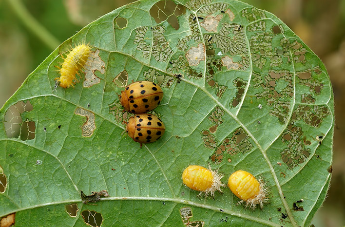 bean beetles are troublesome pests that pose gardening challenges