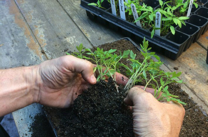 how to start seeds indoors