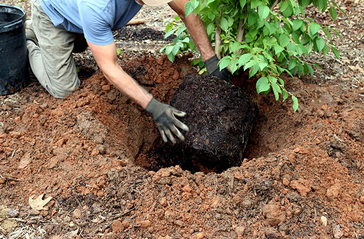 Planting a shrub