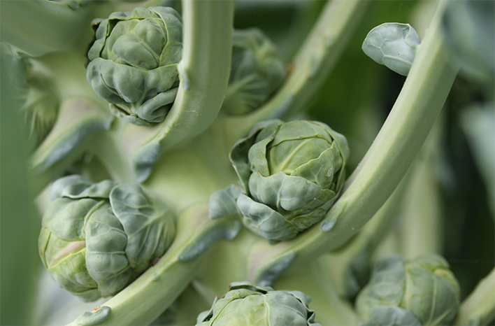 Brussels Sprouts