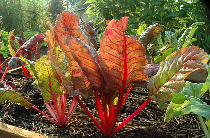 Swiss chard