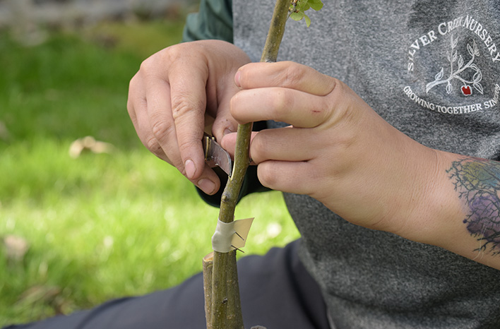 Chip bud rootstock knife