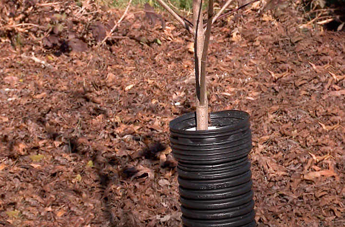 Corrugated tubing tree protection