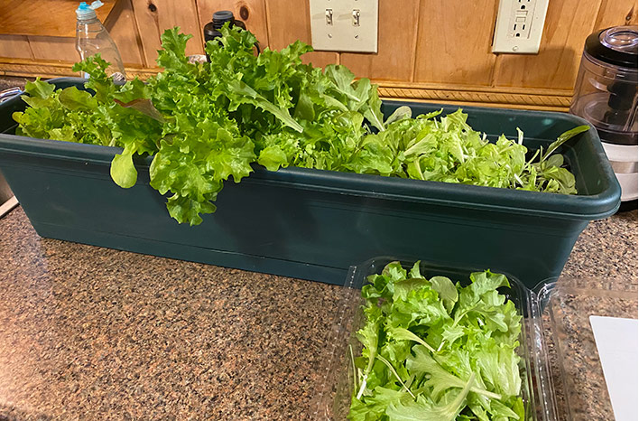 Lettuce container gardens
