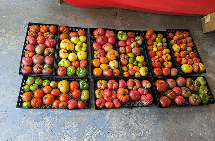 Graig LeHoullier's tomatoes