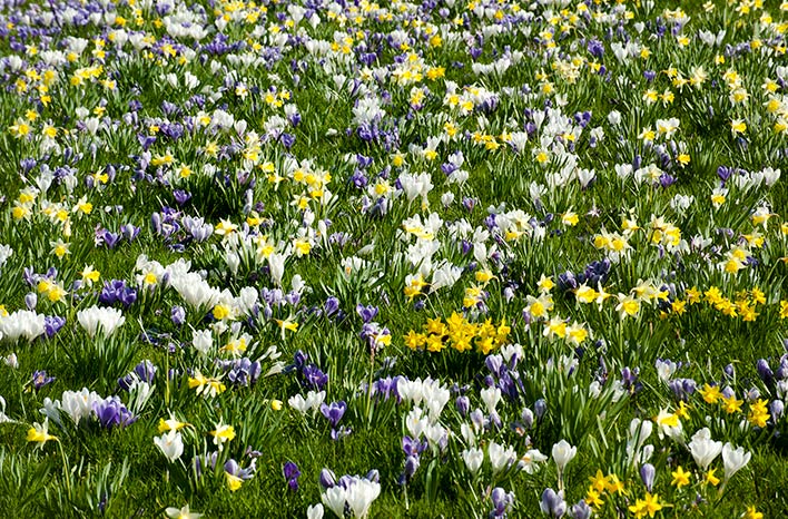 Crocus and narcissus lawn