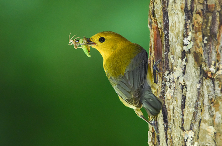 Prothonotary warbler