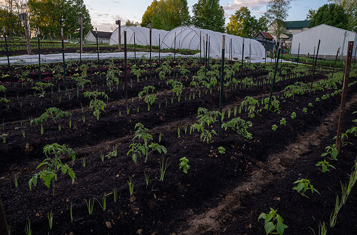 Newly made deep compost (no-dig) beds planted to tomatoes (with basil and green onions)