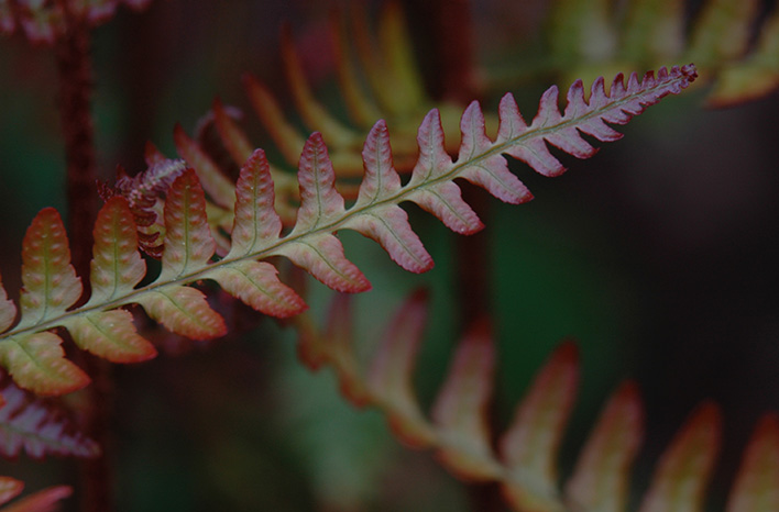 Red fern frond.