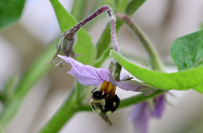 Bumblebee on Eggplant