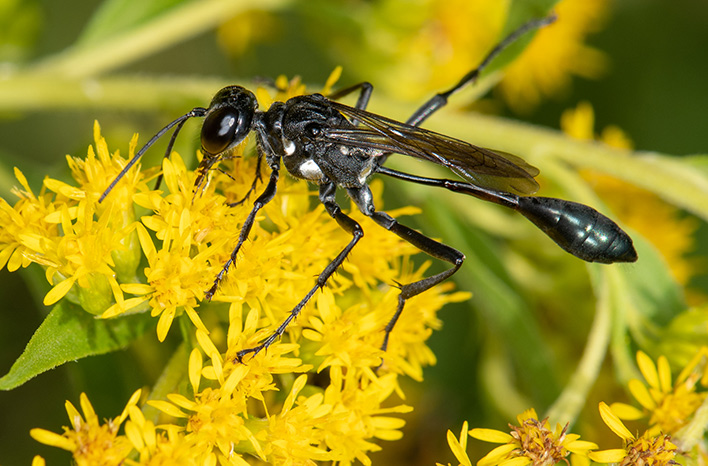 Eremnophila aureonotata wasps