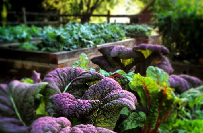 What to Plant in a Fall Vegetable Garden