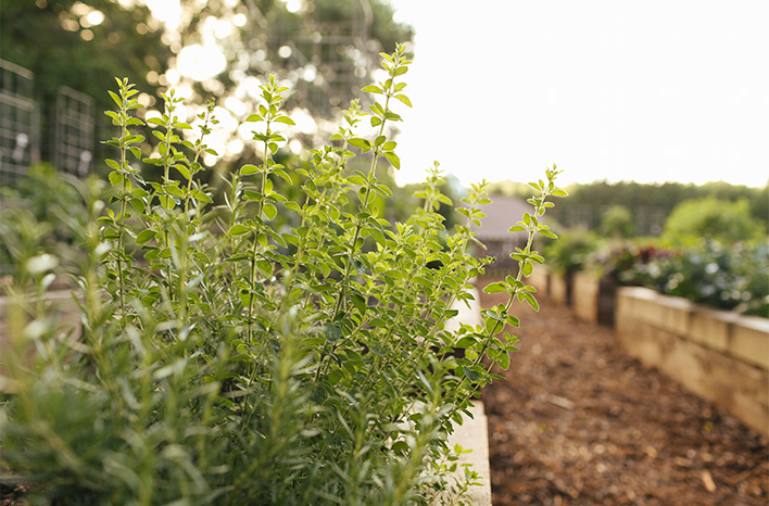 Herbs in raised beds