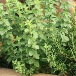 Oregano and Rosemary are two herbs to grow for beginners.