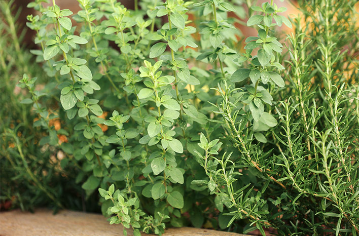 Oregano and Rosemary are two herbs to grow for beginners.