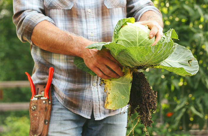 Joe holding a harvested cabbage