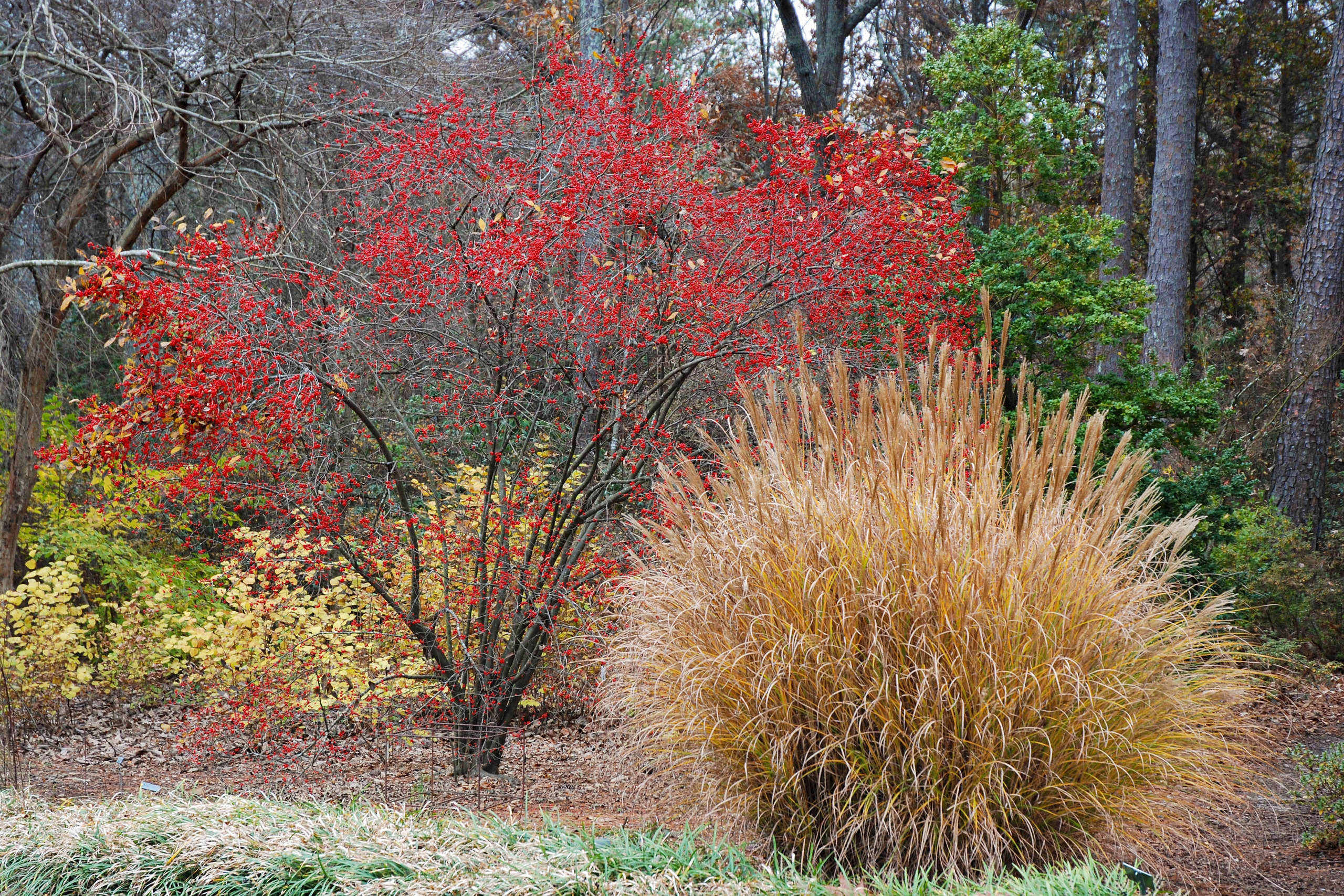 Ornamental Grass and tree with holly berries