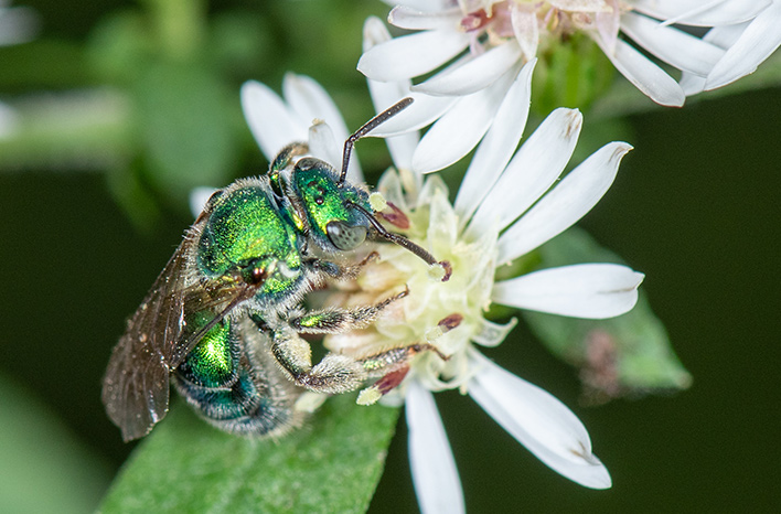 Augochloropsis, the Metallic Green Sweat Bee)