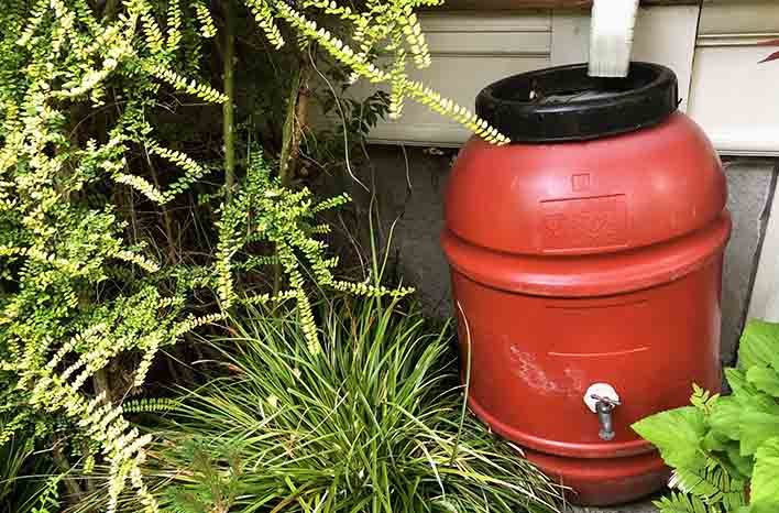 Water barrel collecting water from a downspout