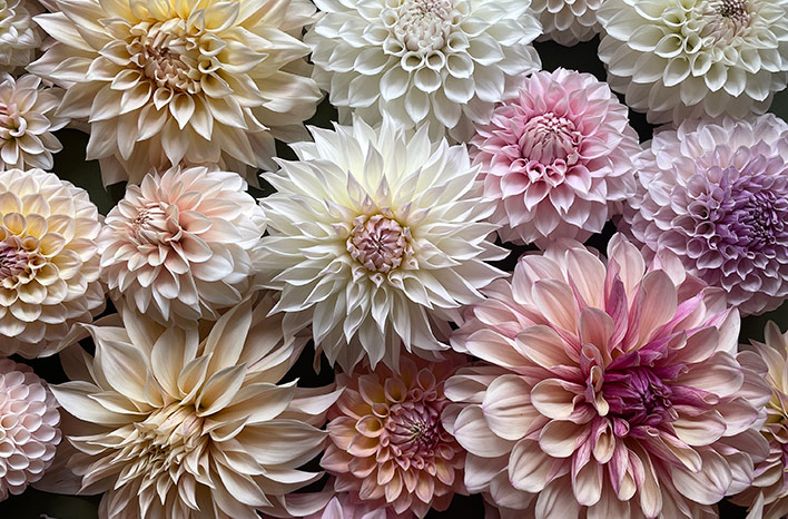 Dahlias