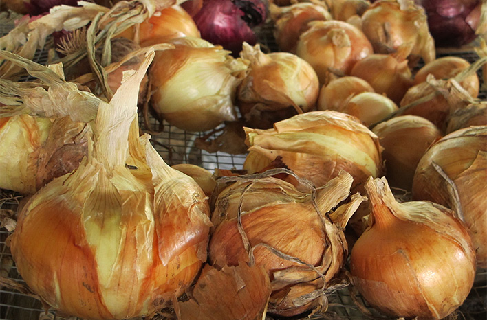 Harvested and trimmed onions