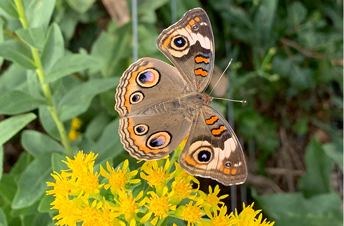 The common buckeye