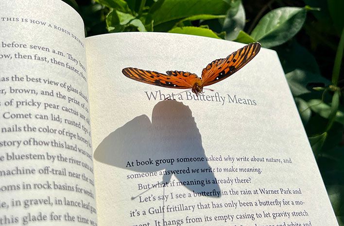 Gulf Fritillary on a book