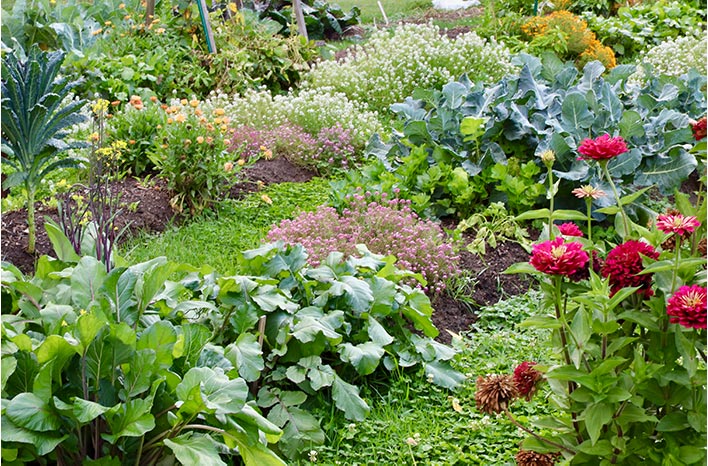 fall crops in garden