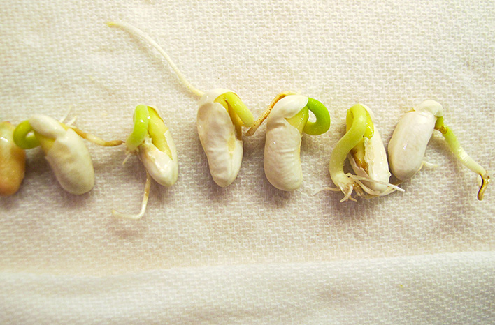 Sprouted bean seeds demonstrate a seed germination test.