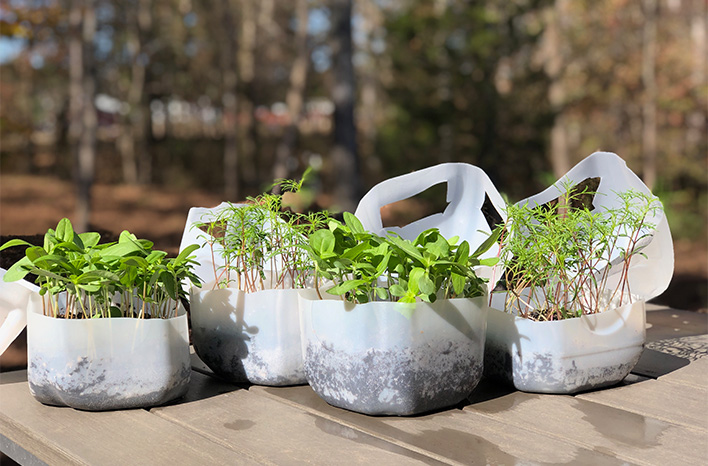 Seedings in milk jugs as an example of successful winter sowing