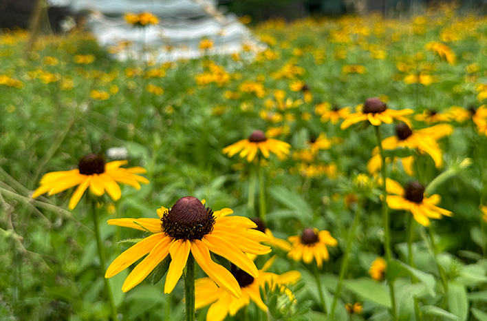 Daisies at the Scott Arboretum
