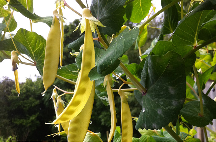 Jaune de Madras mange tout