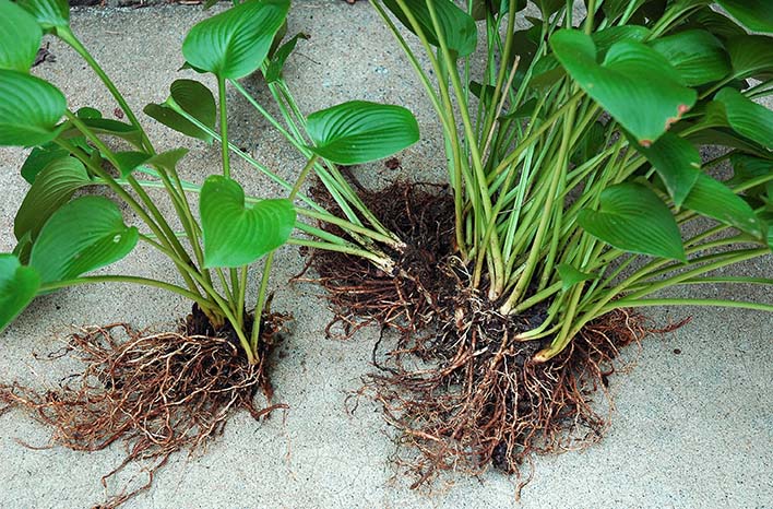 Perennial Hosta Division