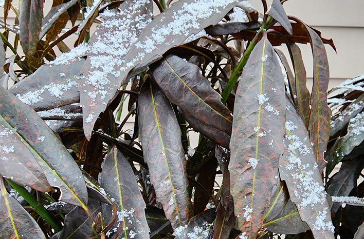 Aucuba were showing significant damage within 72 hours of the flash freeze. Where stems are black all the way to the ground, plants will be cut back hard to regenerate from the base.