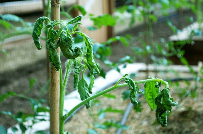 Big Mistake using killer compost on this tomato plant